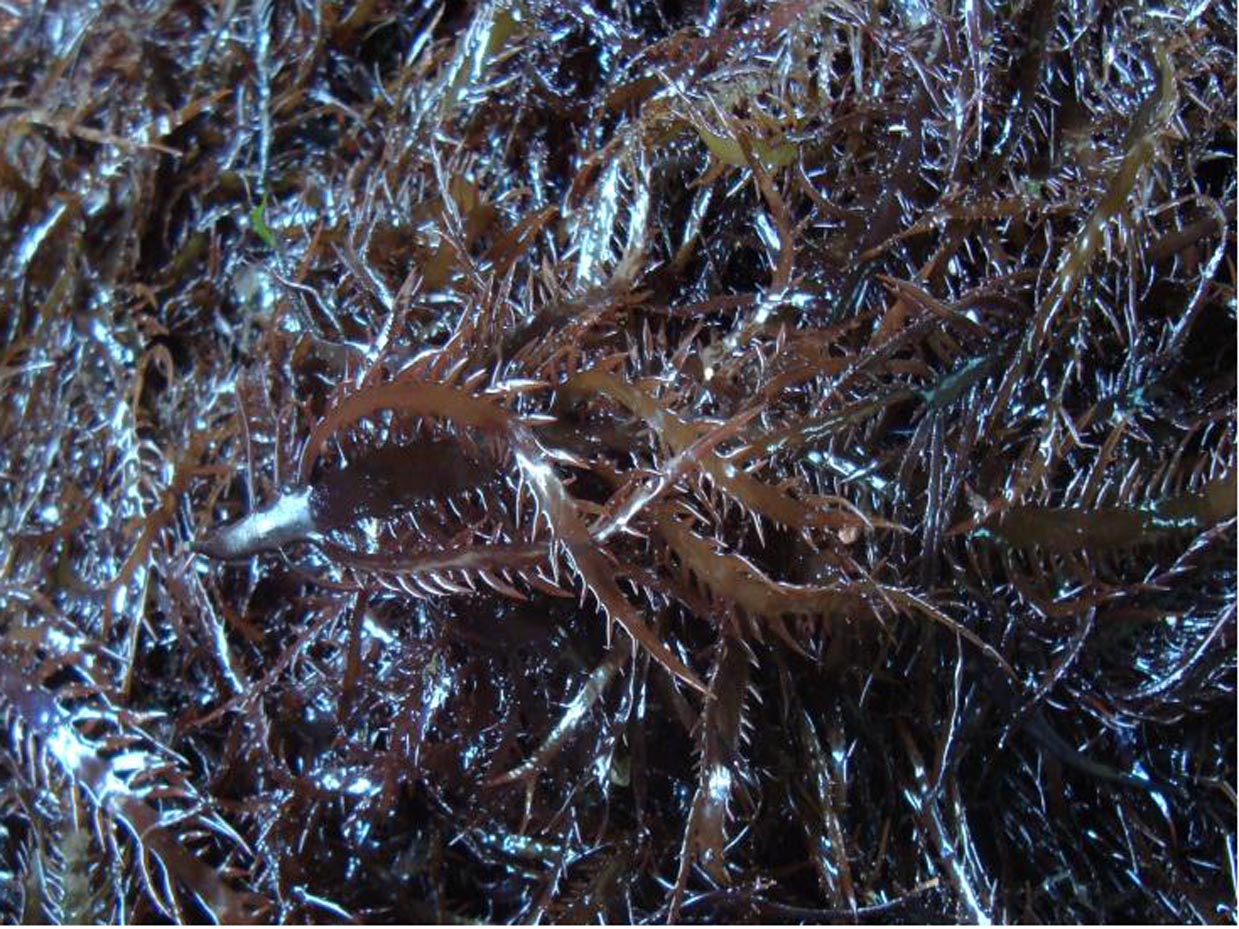seaweed peruvian export- algas marinas peruvian export
